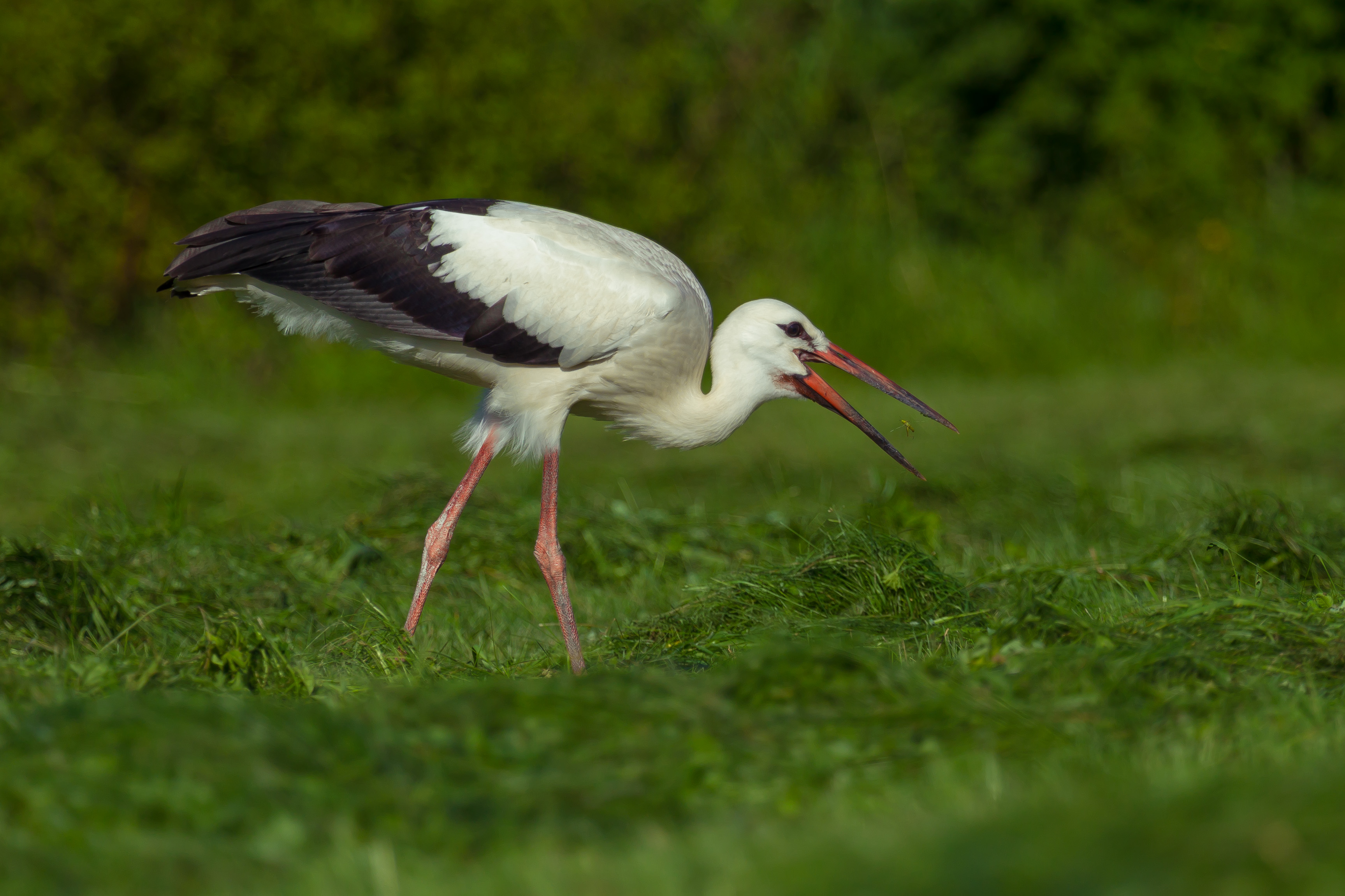 White Stork Backgrounds, Compatible - PC, Mobile, Gadgets| 3455x2303 px