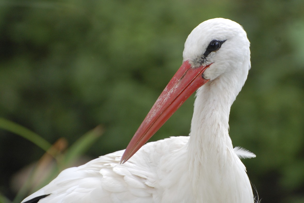 HD Quality Wallpaper | Collection: Animal, 1179x786 White Stork