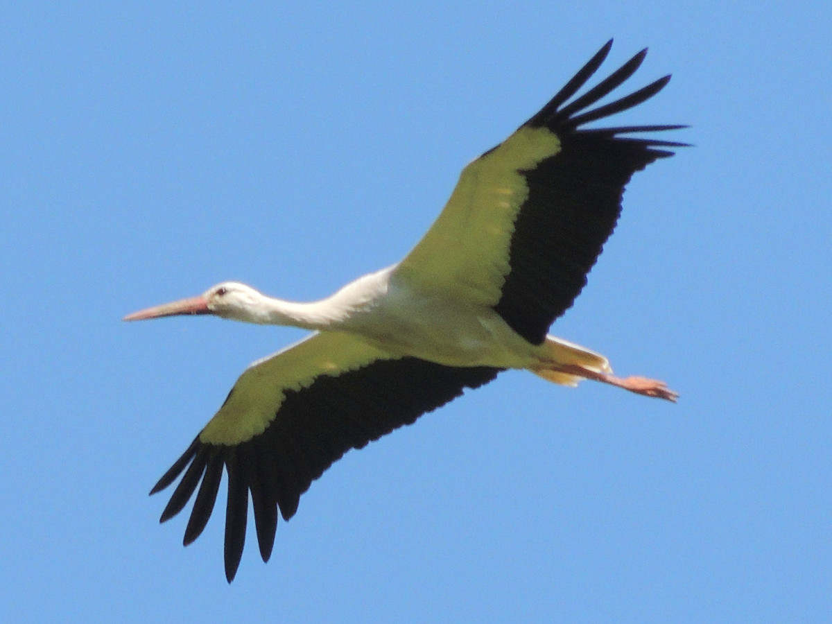 White Stork #5