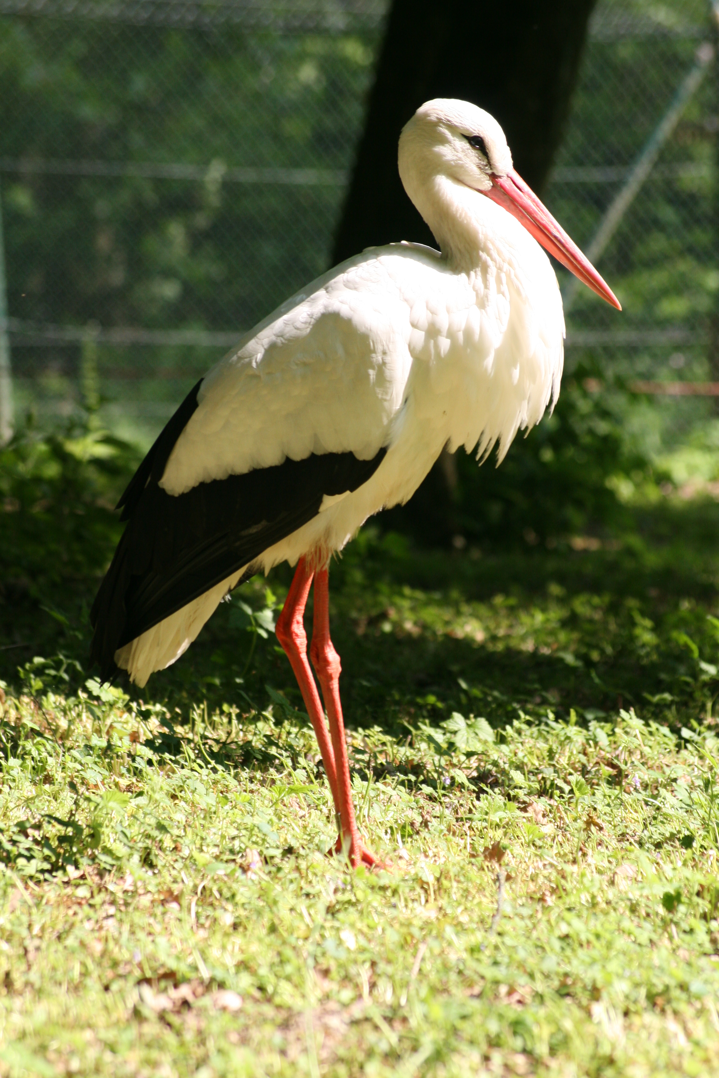 White Stork #7