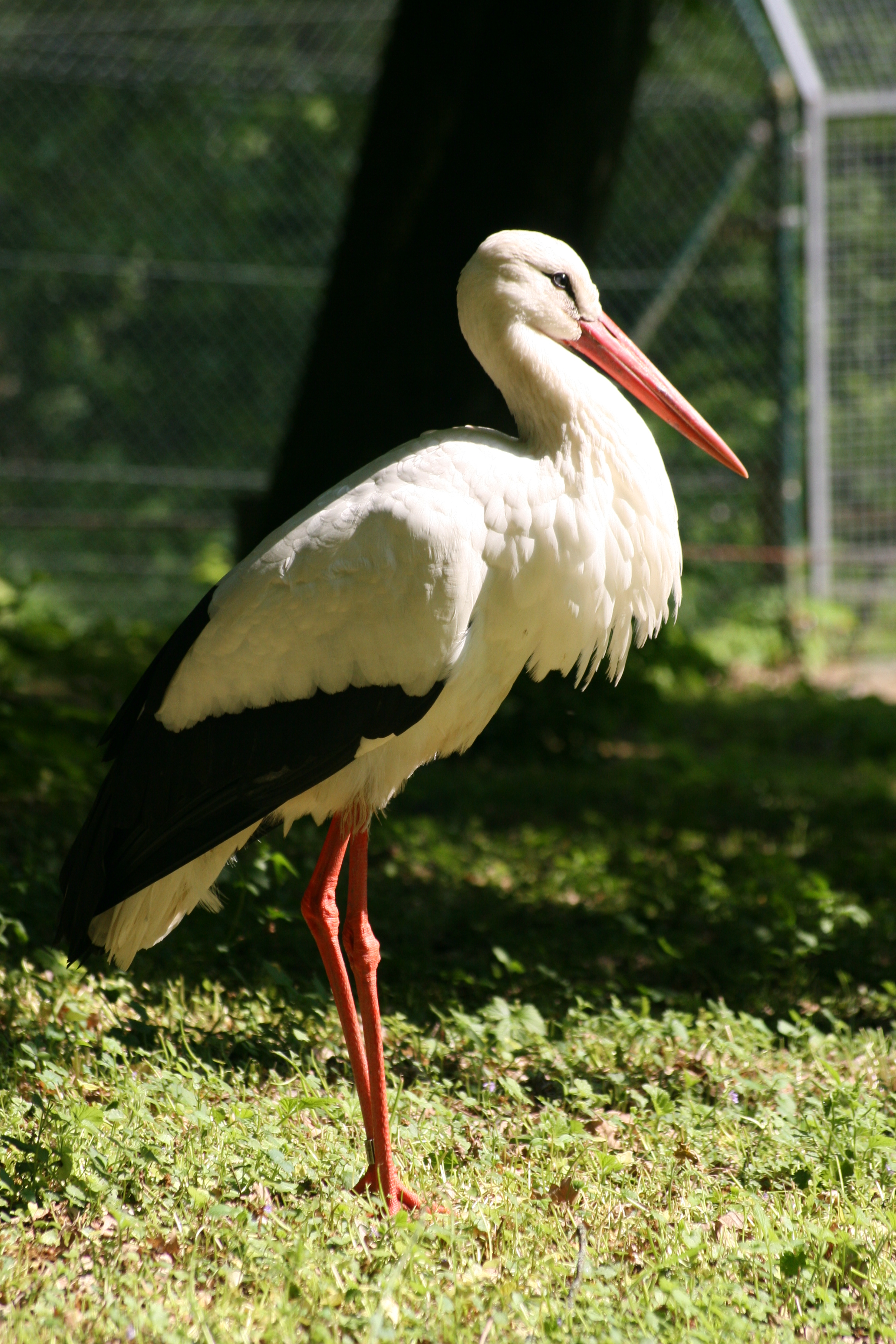 White Stork High Quality Background on Wallpapers Vista