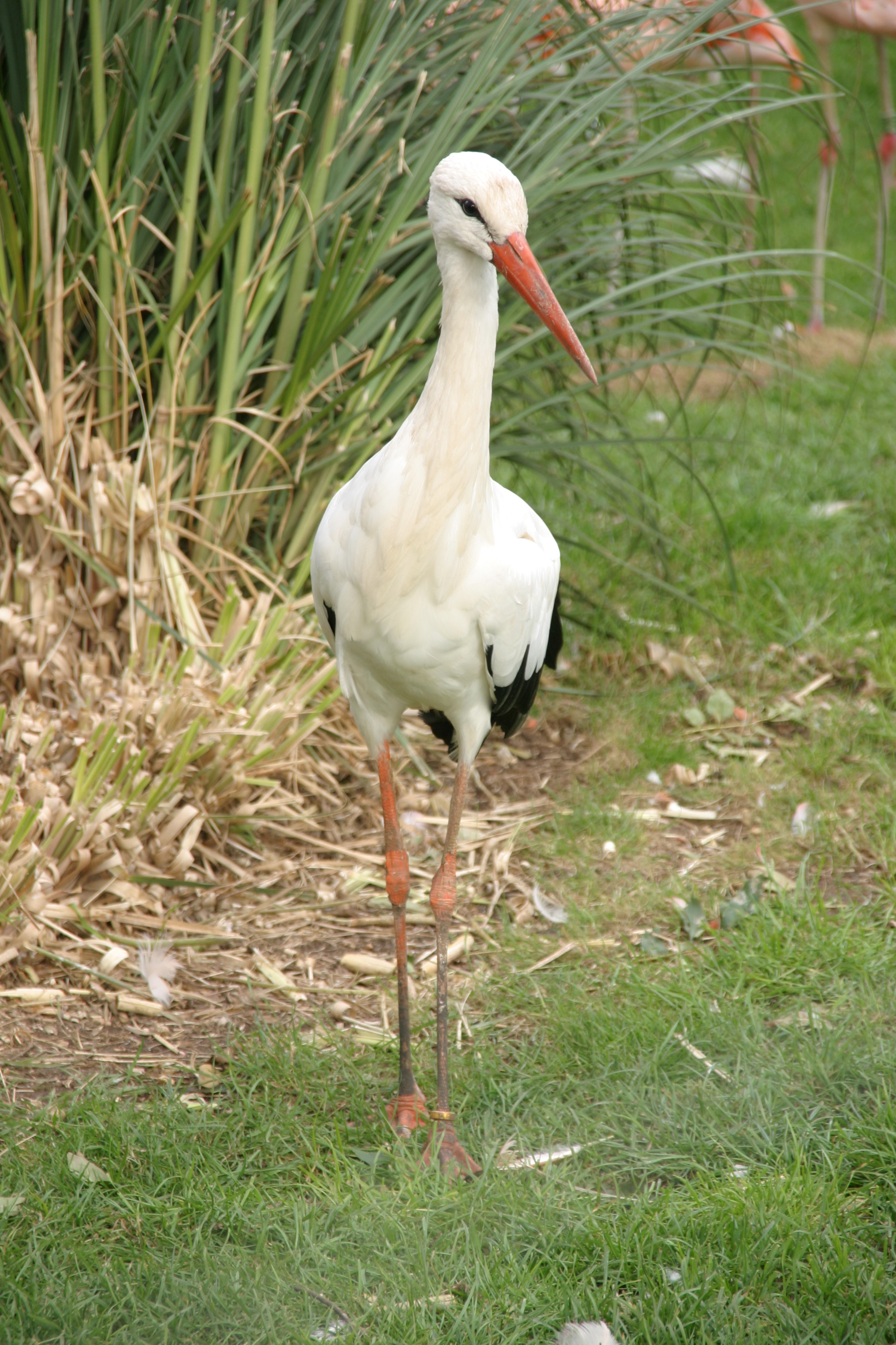White Stork #10
