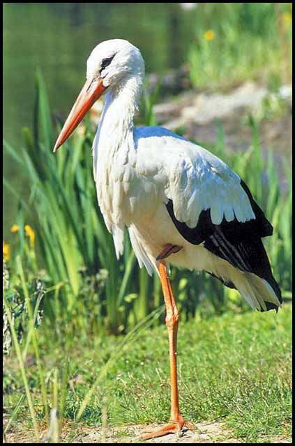 Nice Images Collection: White Stork Desktop Wallpapers