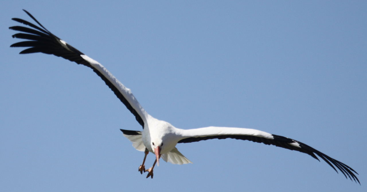 Nice wallpapers White Stork 1280x670px
