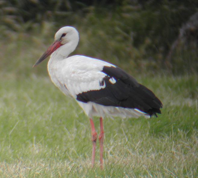 White Stork #17