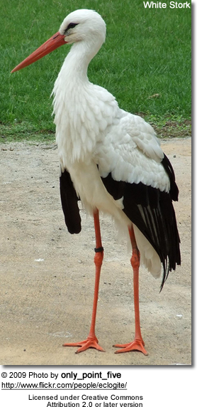Images of White Stork | 278x572
