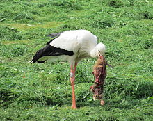 White Stork #19