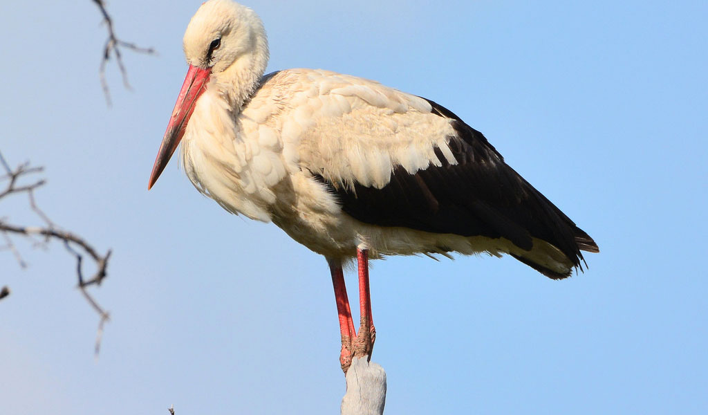 White Stork #20