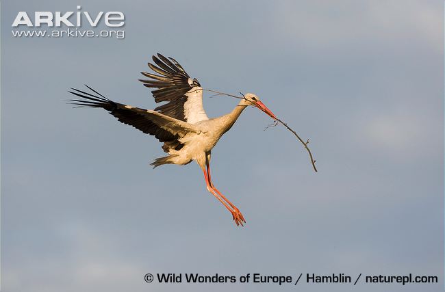 White Stork #16