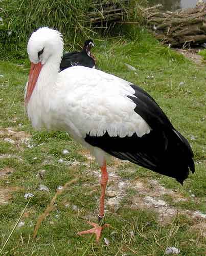 White Stork #15