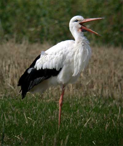 White Stork #14