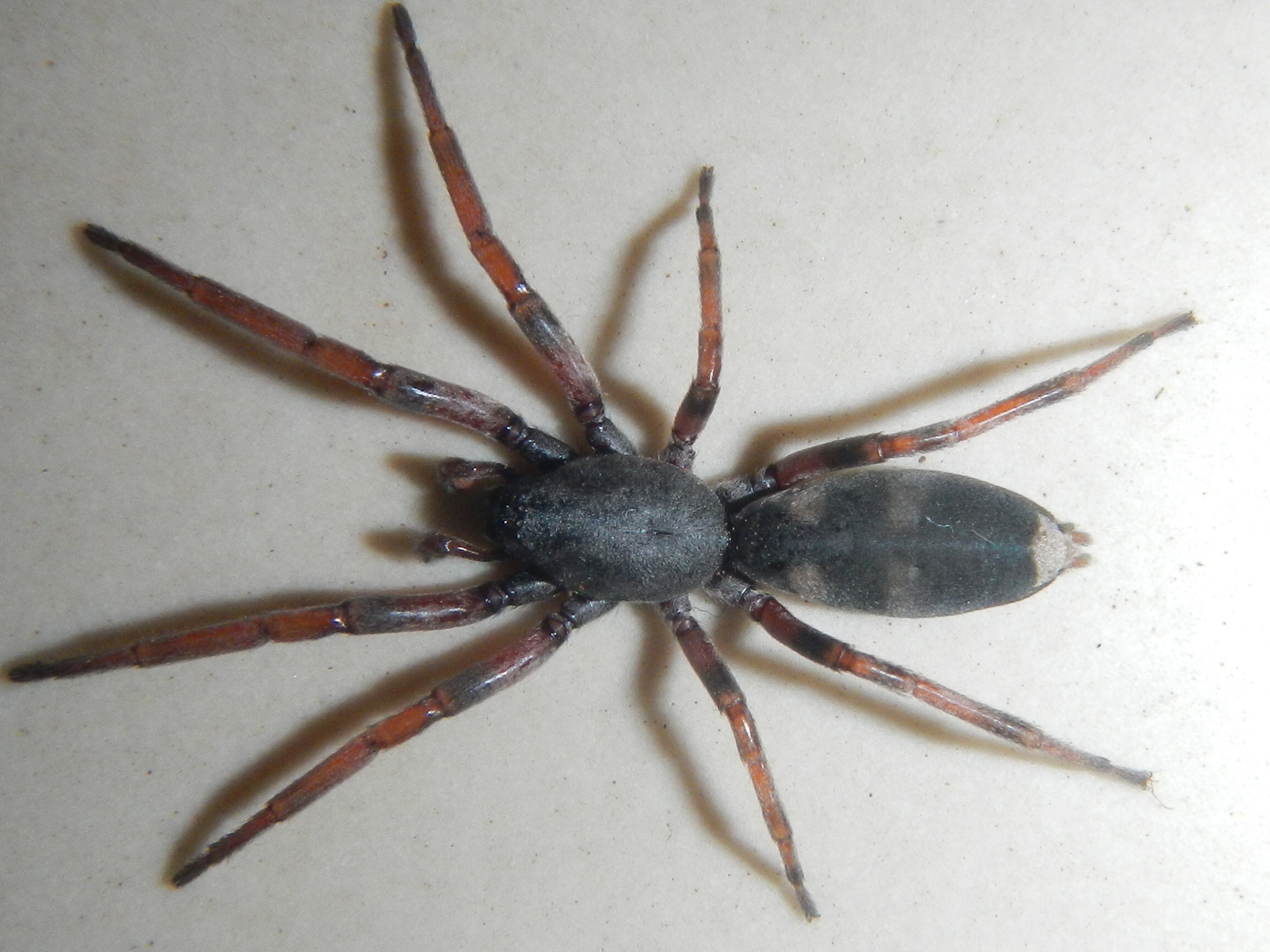 2272x1704 > White Tail Spider Wallpapers