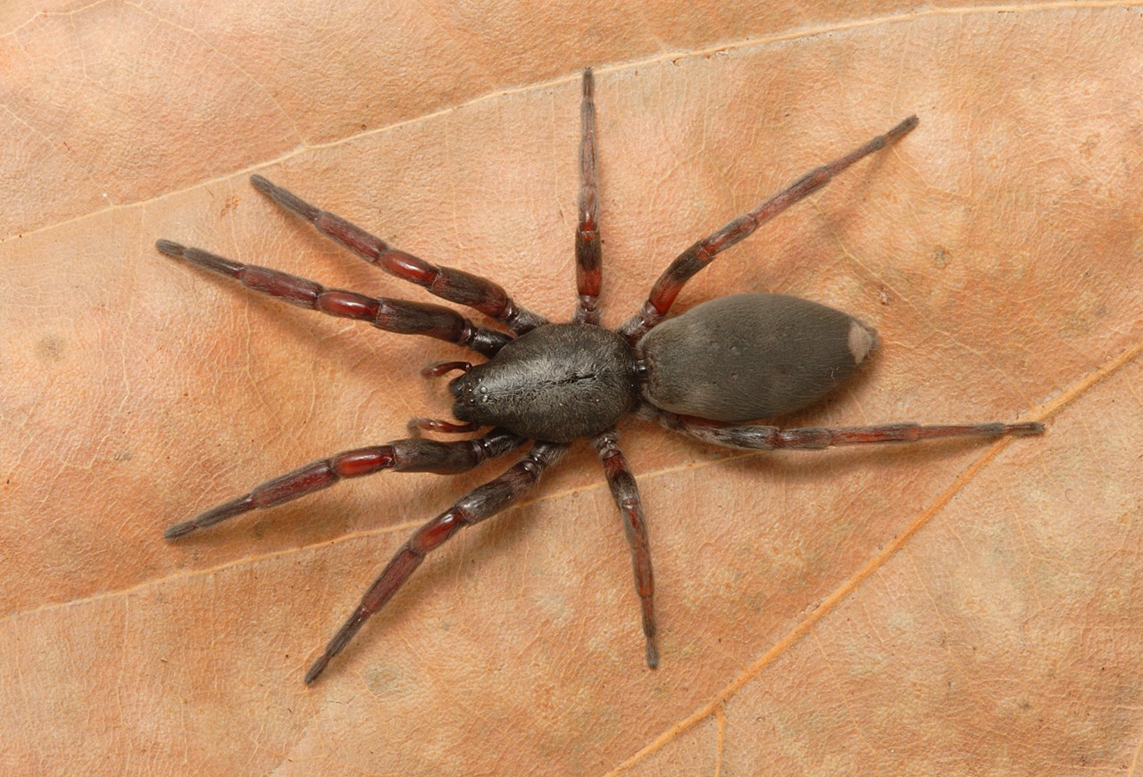 HQ White Tail Spider Wallpapers | File 315.21Kb