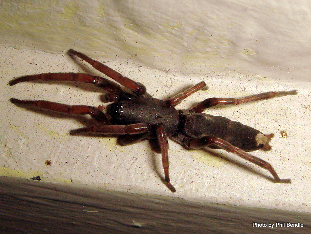 1024x770 > White Tail Spider Wallpapers
