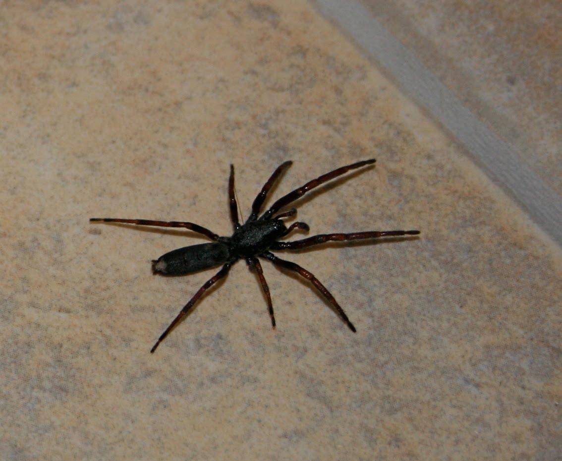 White Tail Spider Pics, Animal Collection