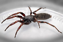 Nice Images Collection: White Tail Spider Desktop Wallpapers