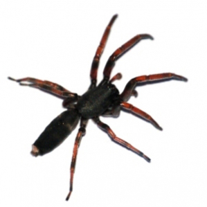 HD Quality Wallpaper | Collection: Animal, 299x299 White Tail Spider