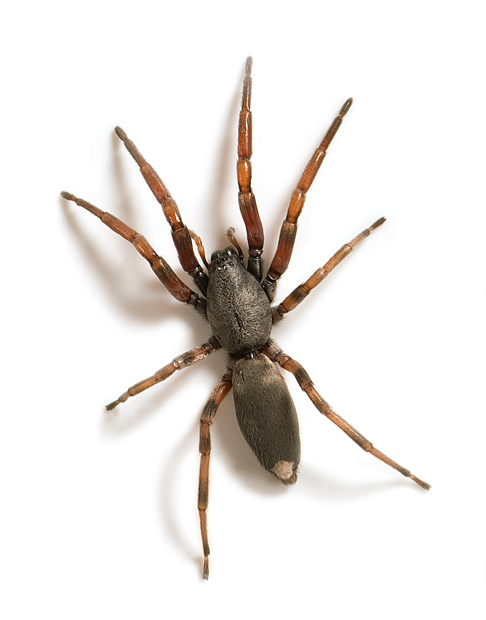 Nice wallpapers White Tail Spider 486x620px