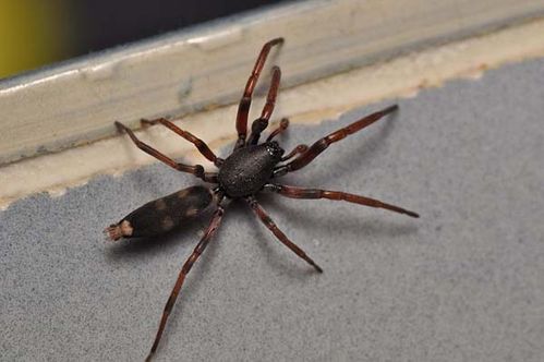 499x332 > White Tail Spider Wallpapers