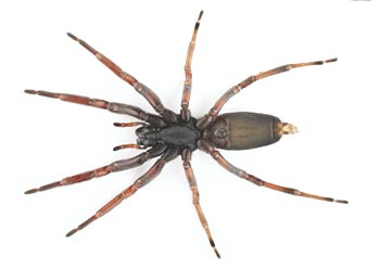 350x248 > White Tail Spider Wallpapers
