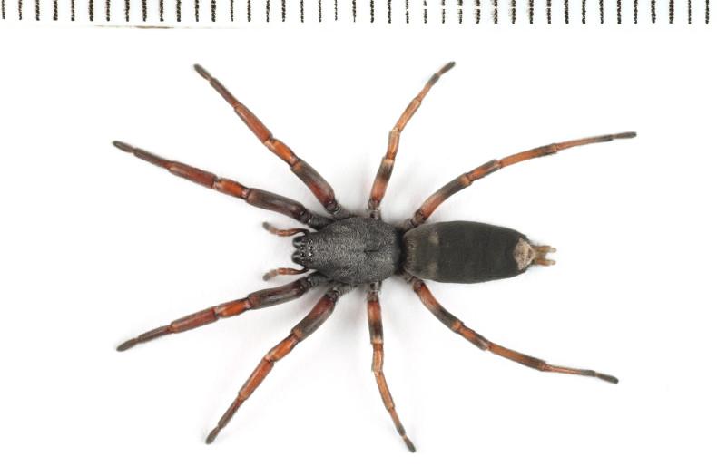 White Tail Spider Pics, Animal Collection