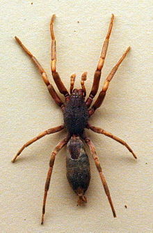 Amazing White Tail Spider Pictures & Backgrounds