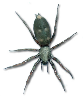 Images of White Tail Spider | 293x349