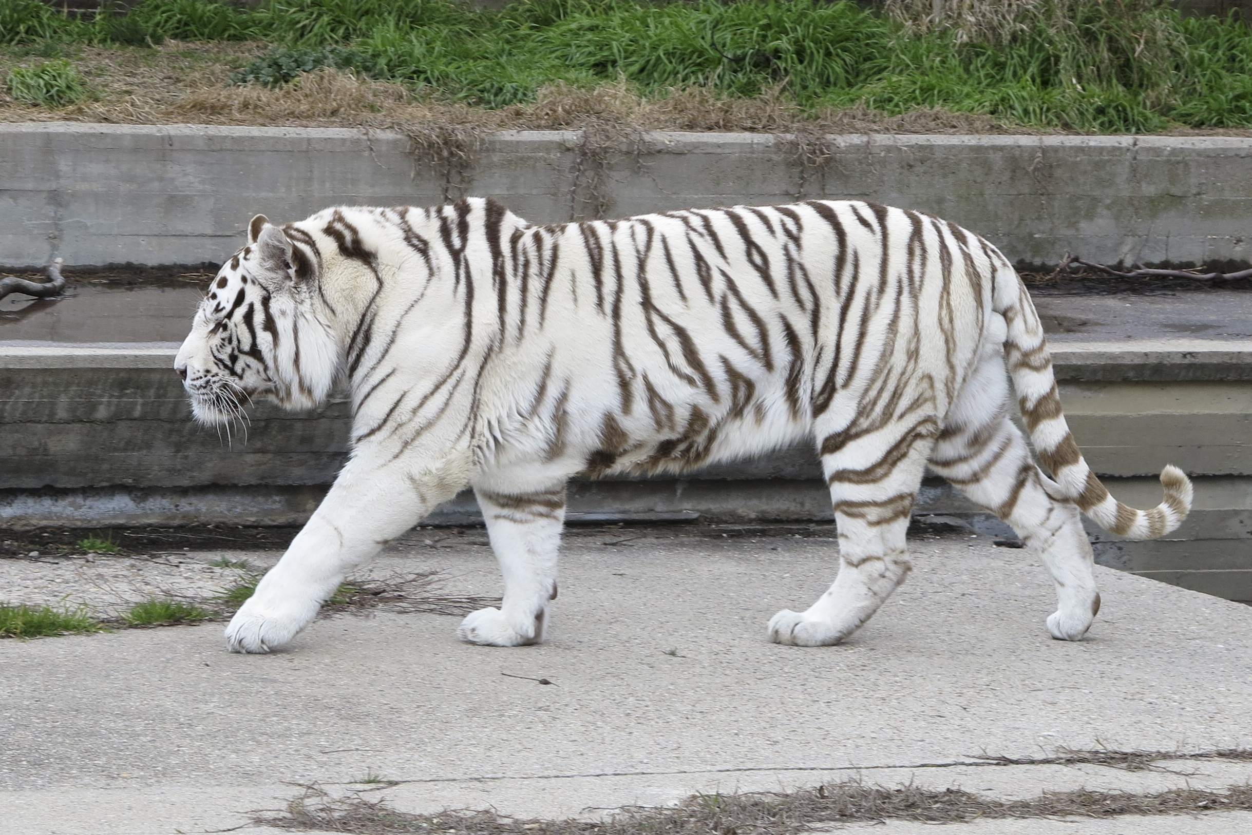 White Tiger #6