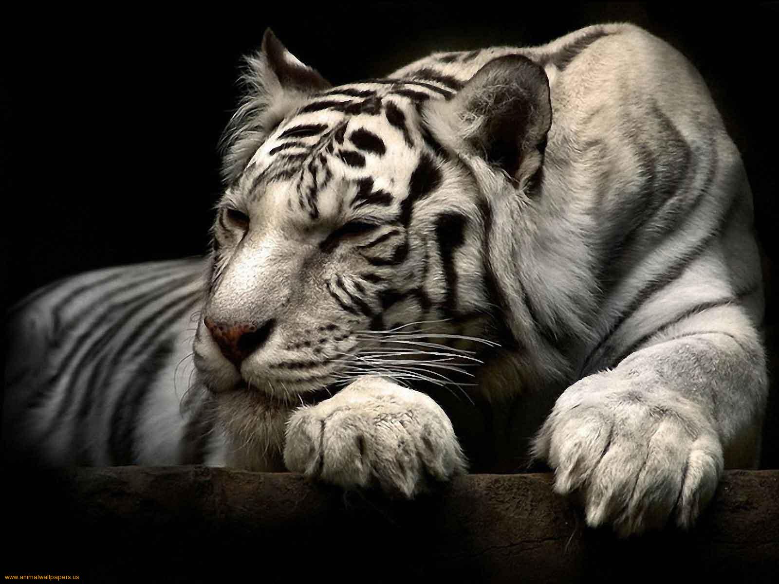 HQ White Tiger Wallpapers | File 157.43Kb