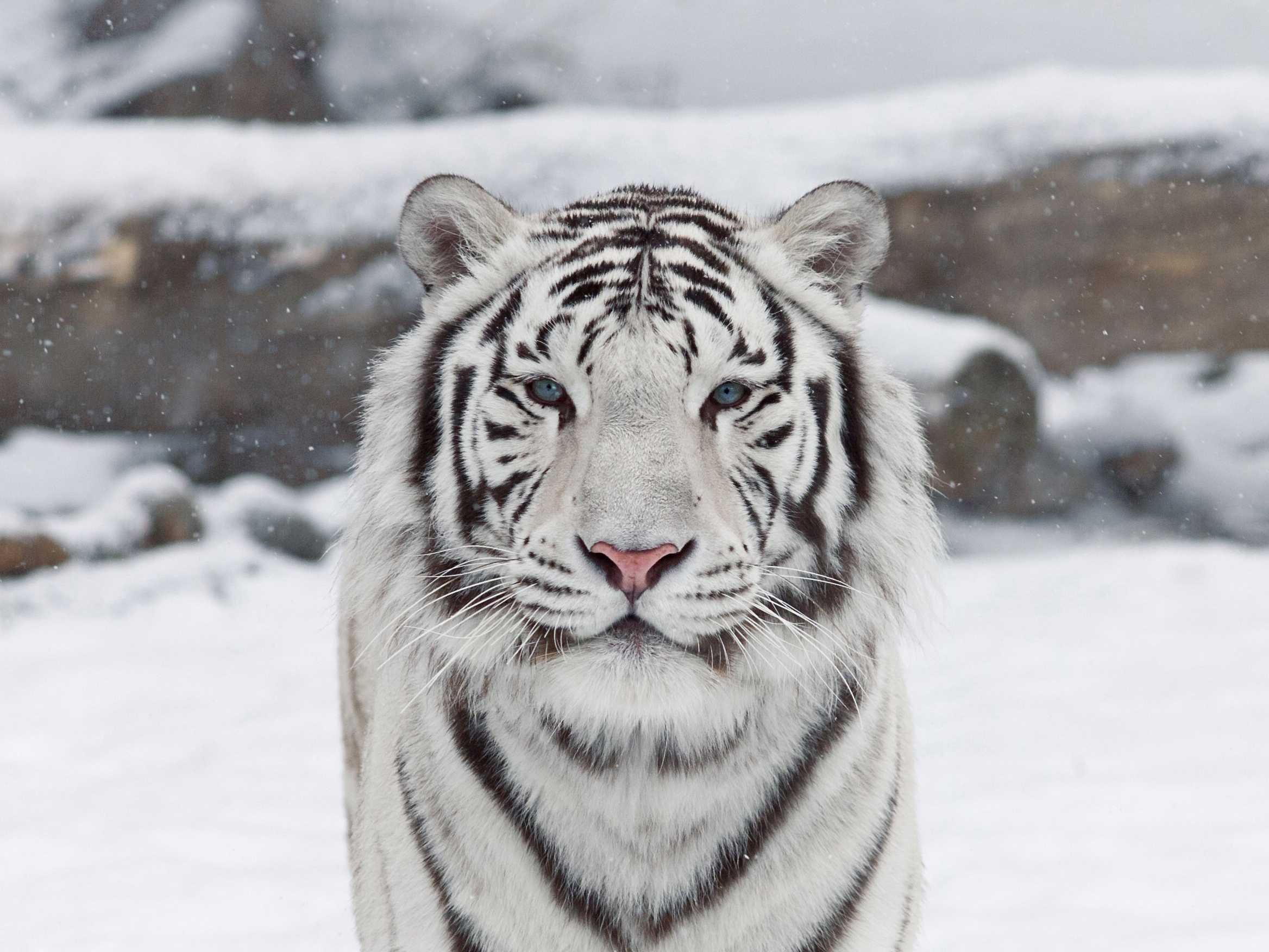 HD Quality Wallpaper | Collection: Animal, 2336x1752 White Tiger