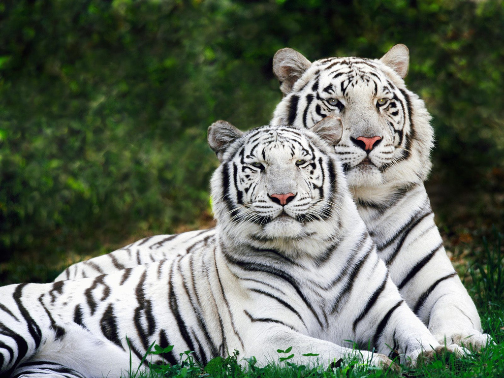 HQ White Tiger Wallpapers | File 403.92Kb