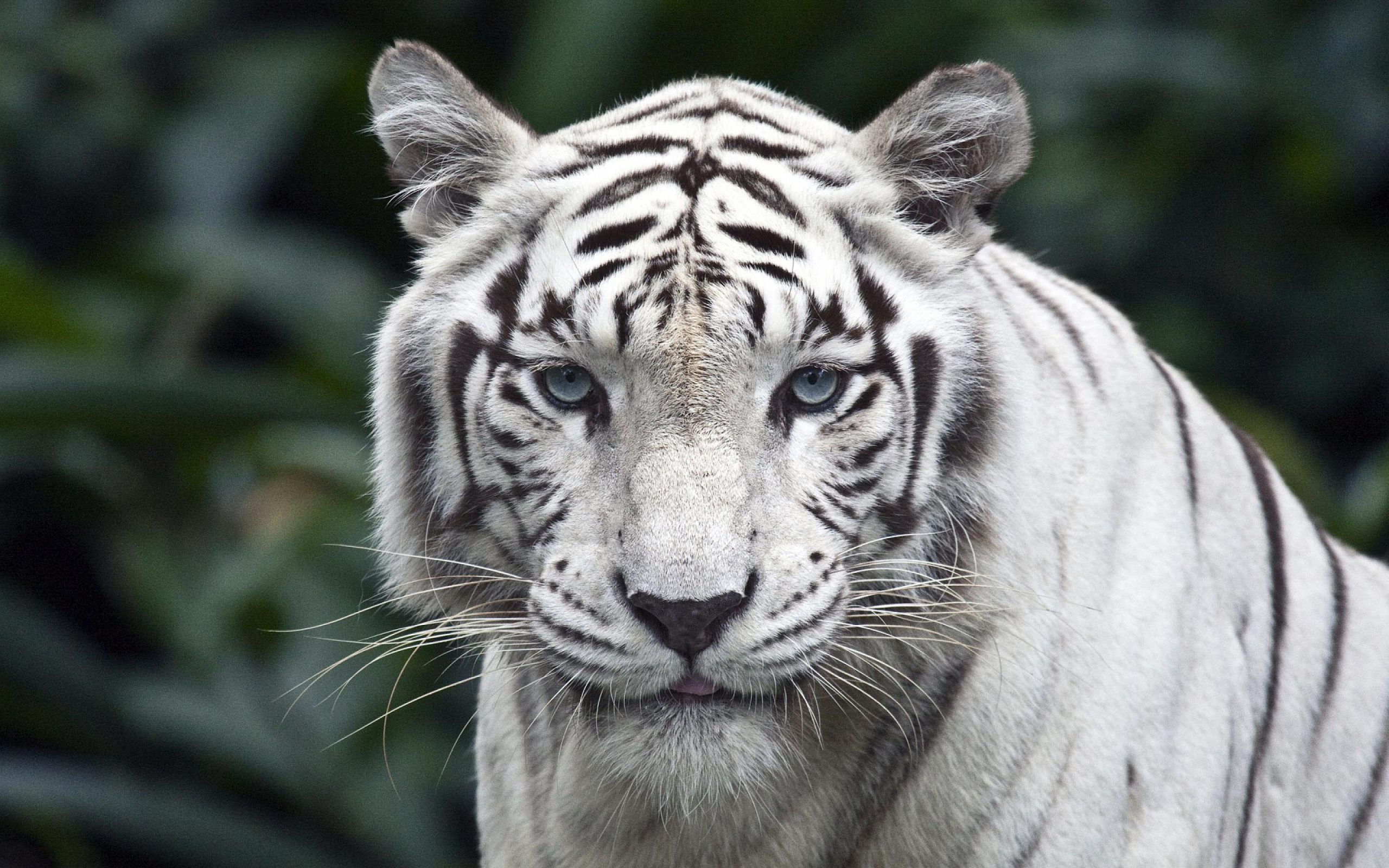 White Tiger #5