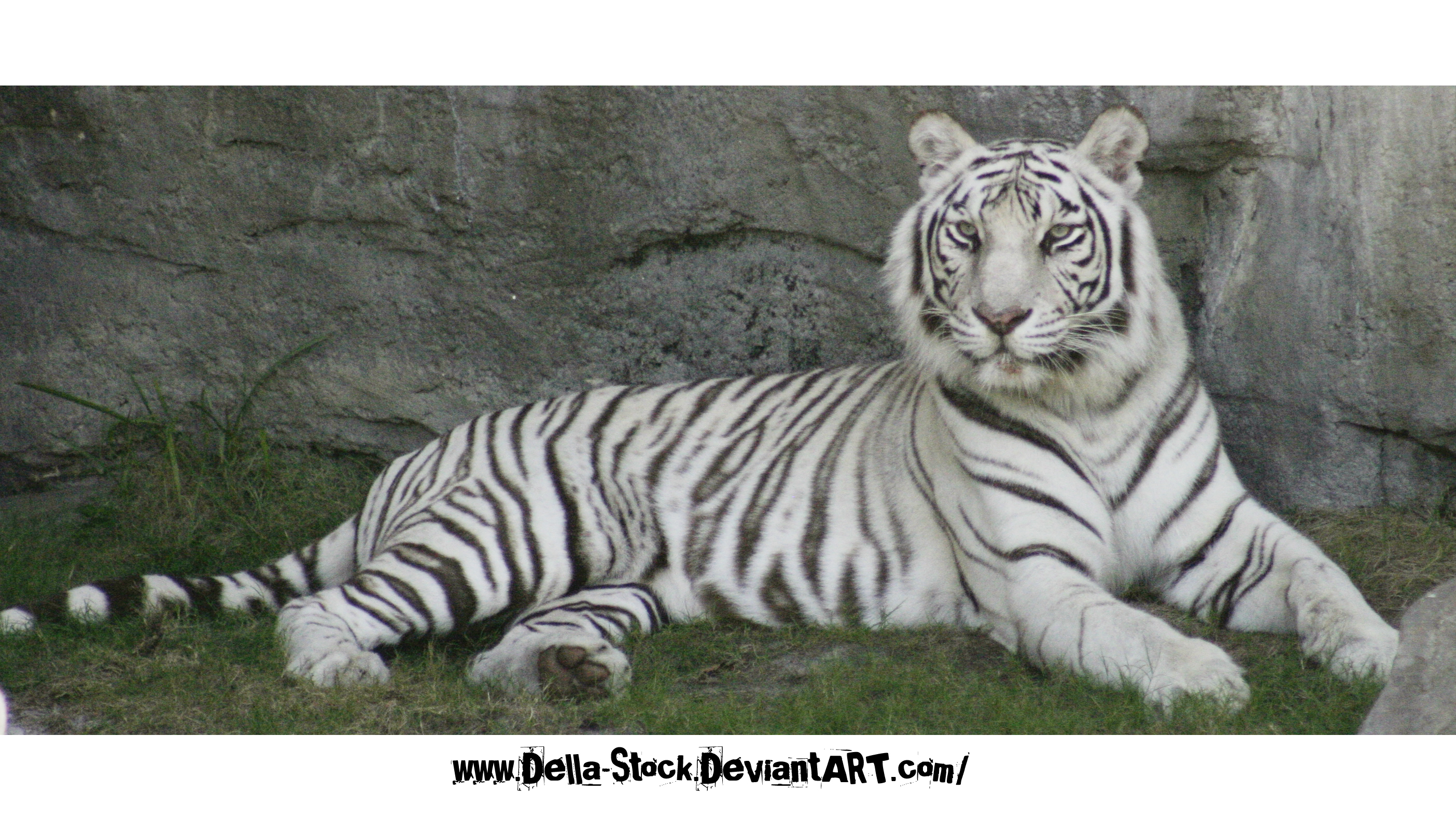 White Tiger #8