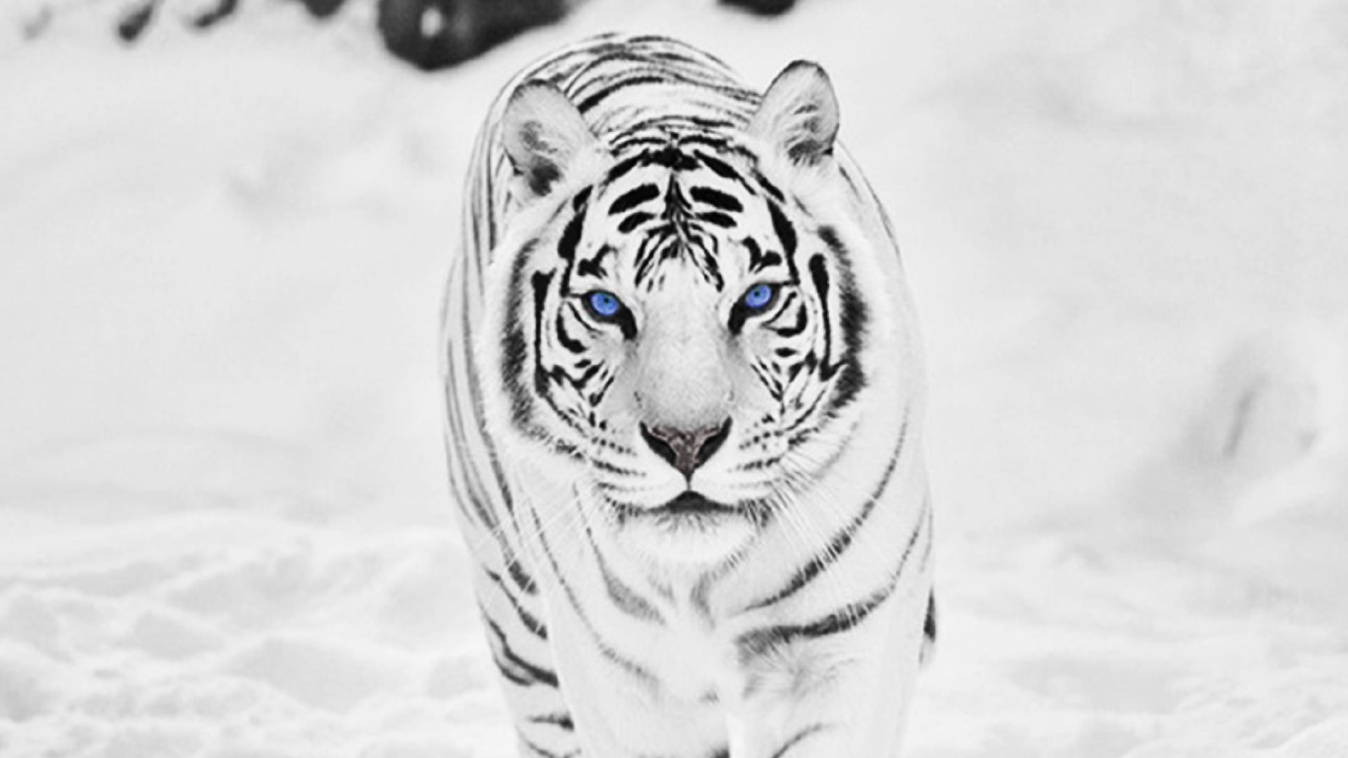 White Tiger #1