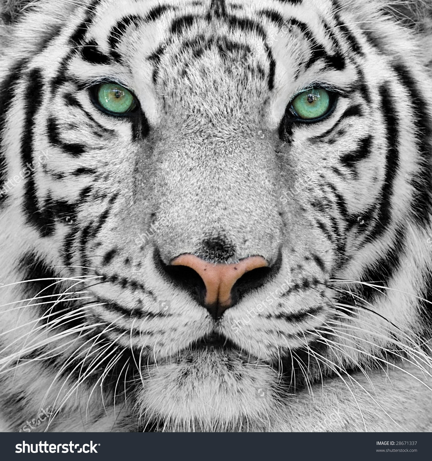 White Tiger #9