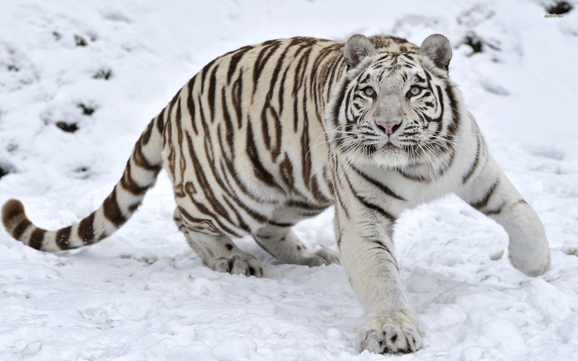 HQ White Tiger Wallpapers | File 512.44Kb