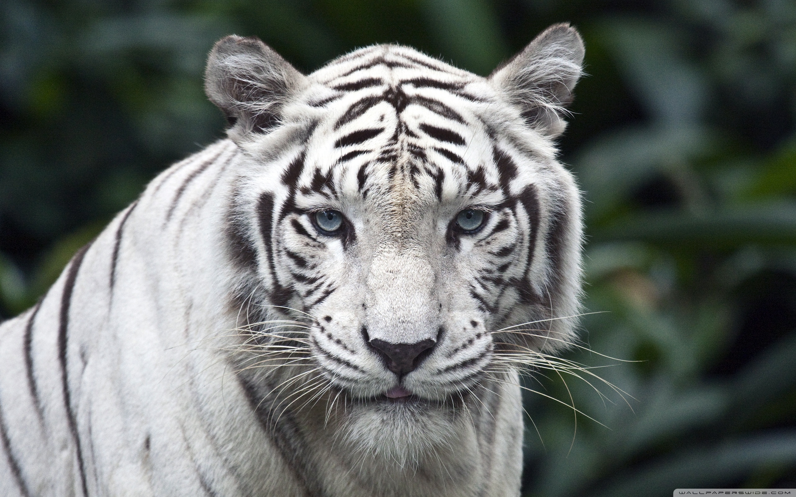 White Tiger #3