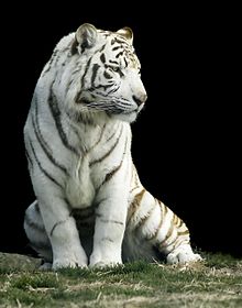 White Tiger #11