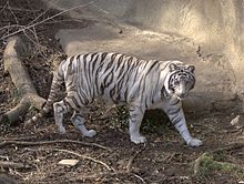 Amazing White Tiger Pictures & Backgrounds