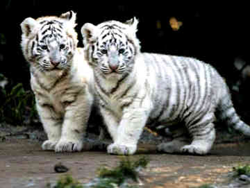 White Tiger Backgrounds on Wallpapers Vista