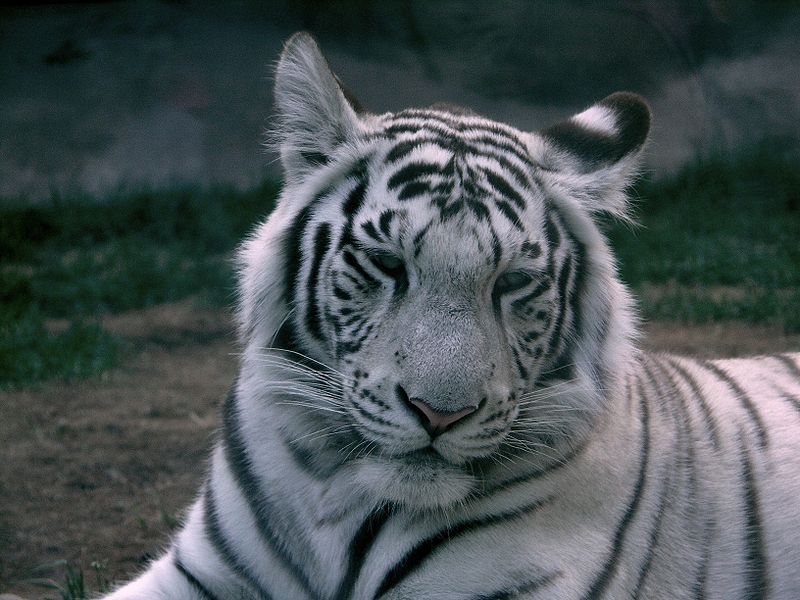 HD Quality Wallpaper | Collection: Animal, 800x600 White Tiger