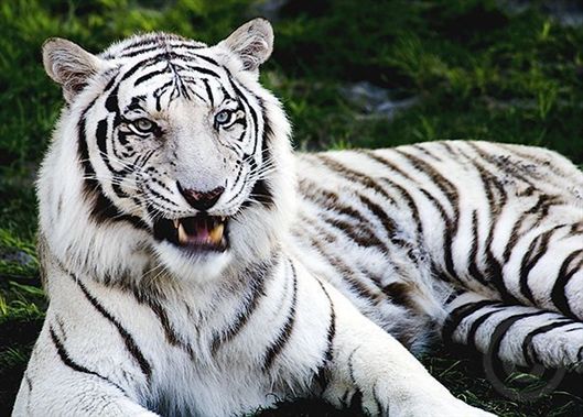 White Tiger Backgrounds, Compatible - PC, Mobile, Gadgets| 529x379 px
