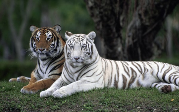 600x377 > White Tiger Wallpapers