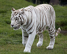 Nice Images Collection: White Tiger Desktop Wallpapers