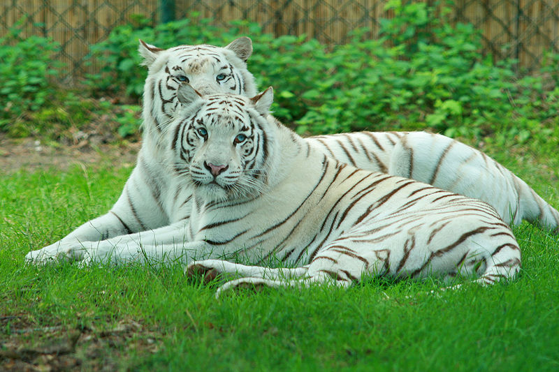 White Tiger #16