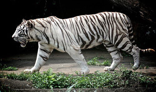 White Tiger Backgrounds, Compatible - PC, Mobile, Gadgets| 500x294 px