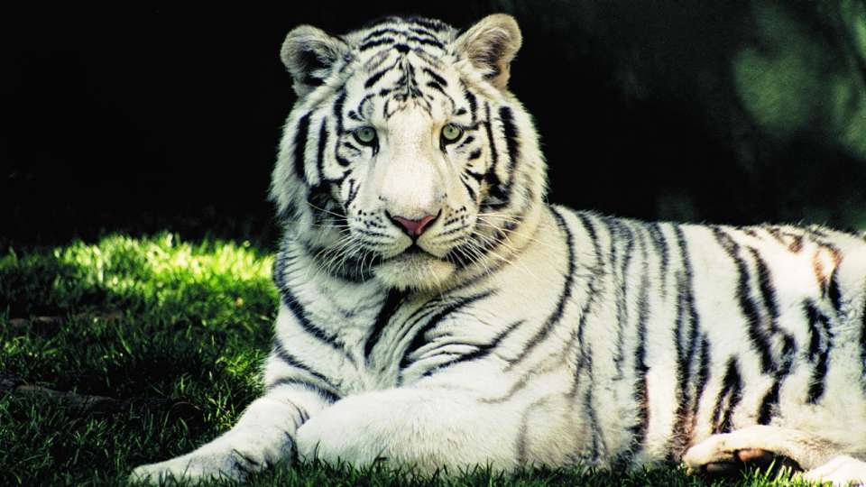 White Tiger #18
