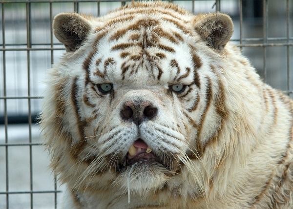 Images of White Tiger | 600x428