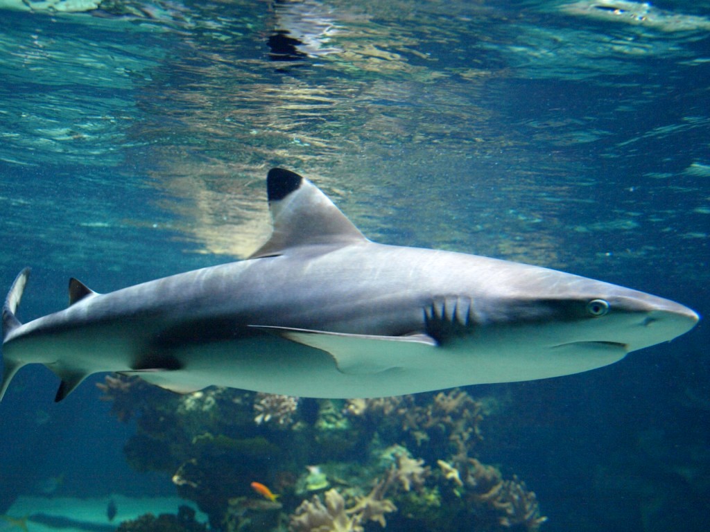 White Tipped Reef Shark HD wallpapers, Desktop wallpaper - most viewed