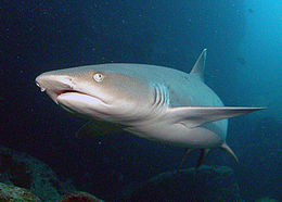 White Tipped Reef Shark #12